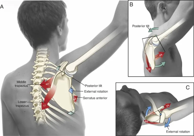 Anatomical diagram of the shoulder and scapular muscles from behind